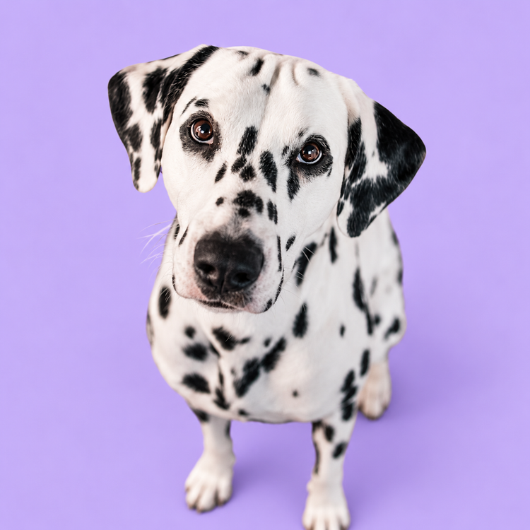 Dalmatian