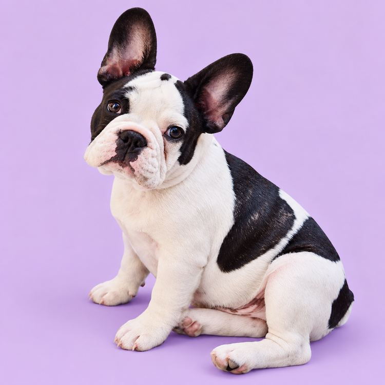 French bulldog
