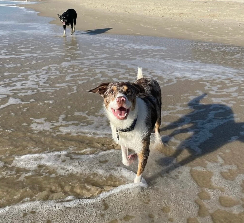 Milo, the inspiration behind Good Mutt Club