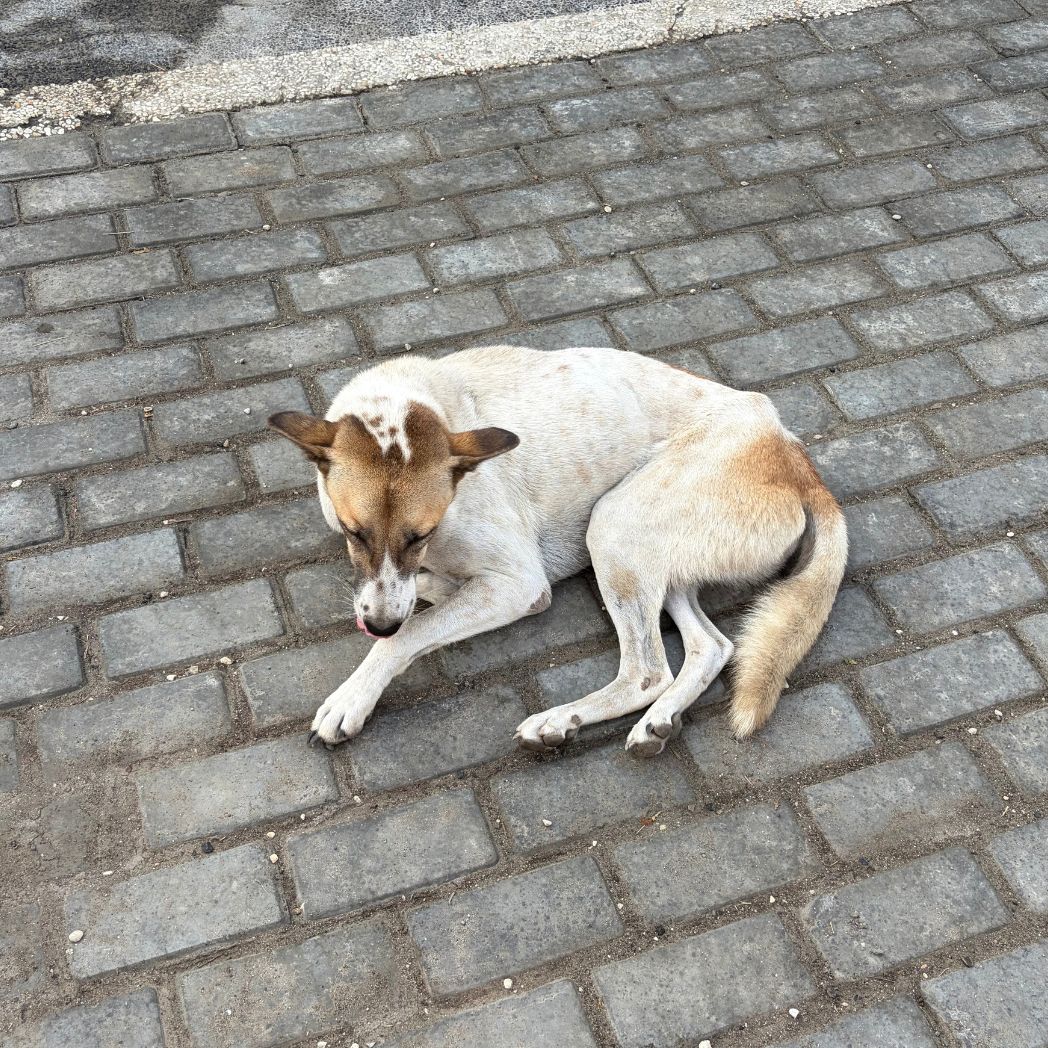 Street dog in Lombok